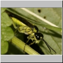 Tenthredo mesomela - Blattwespe 03 12mm Deister.jpg